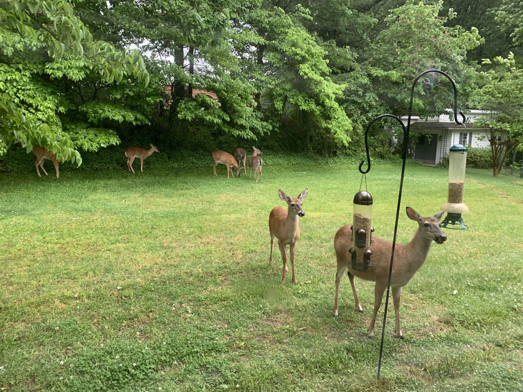 Seven deer